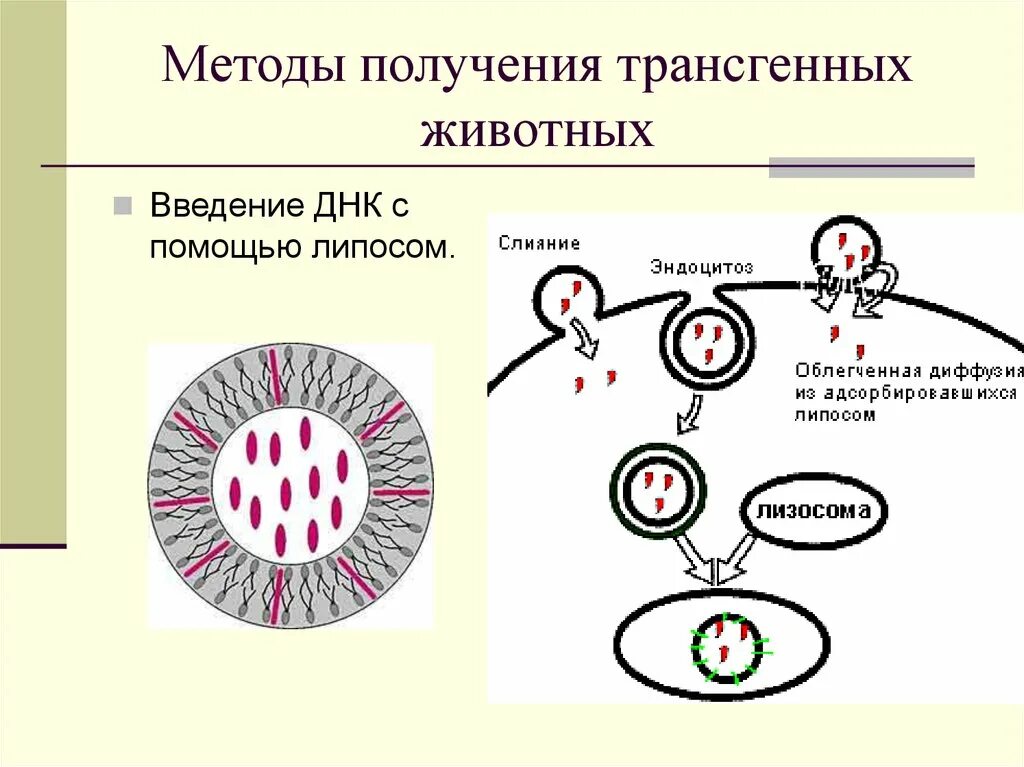 Методы введения днк. Метод липосом – переносчиков ДНК. Схема получения трансгенных животных. Методы введения ДНК В клетку. Метод микроинъекции в получении трансгенных животных.