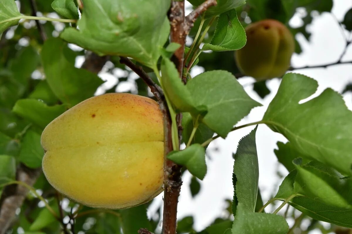 Листья абрикосов фото Prunus persica (L.) Batsch Portale della Flora di Roma