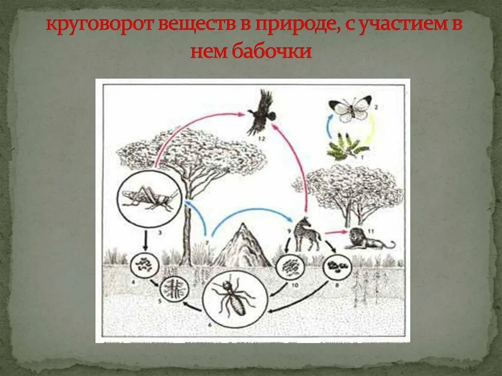 Какие круговороты веществ на земле вы знаете. Круговорот веществ в природе. Схема круговорота веществ на лугу. Круговорот веществ рисунок. Круговорот веществ в природе рисунок.