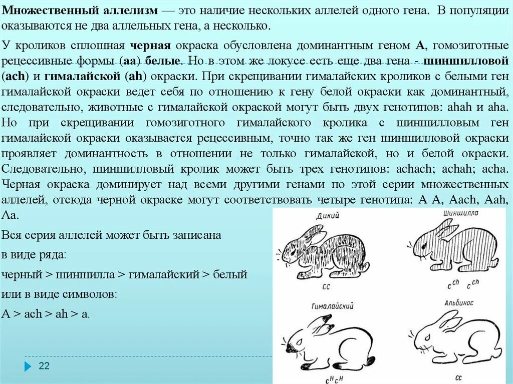 Множественный аллелизм схема скрещивания. Множественные аллели примеры. Множественный аллелизм у кроликов. Что такое аллель что такое множественный аллелизм.