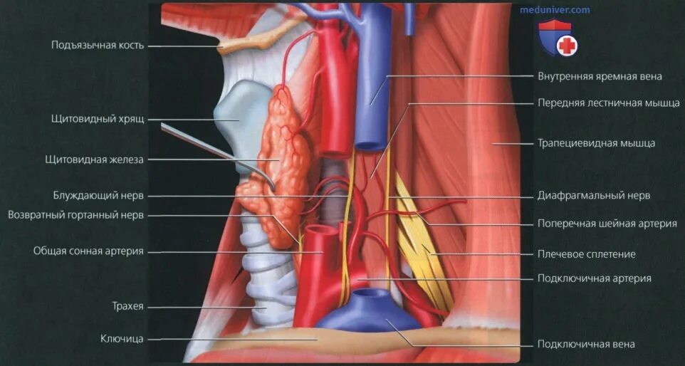 Яремная артерия где находится. Сонная артерия яремная Вена блуждающий нерв. Общая Сонная артерия внутренняя яремная Вена блуждающий нерв. Внутренняя яремная Вена Сонная артерия блуждающий нерв.