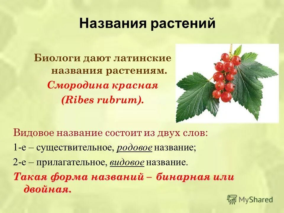 Видовое название человека. Видовые названия растений. Родовое и видовое название растений. Классификация смородины. Виды растений двойные названия.