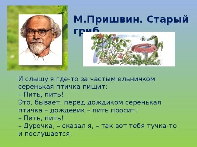 Пришвин старый гриб иллюстрации. М. Пришвина. Старый гриб. Старый гриб пришвин.