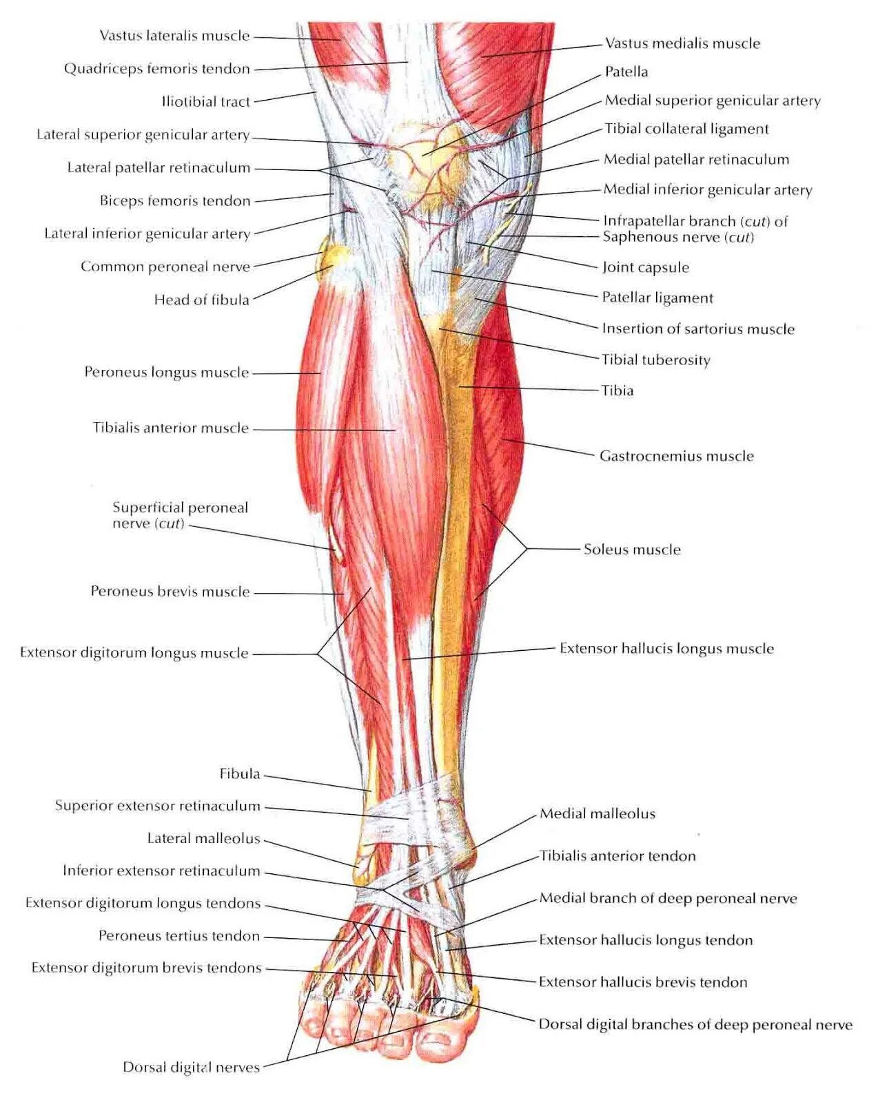 Топографическая анатомия голени человека. Мышцы голени передняя поверхность. Передняя поверхность голени топографическая анатомия мышцы. Мышцы голени передняя поверхность анатомия.