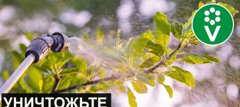 При какой температуре делать искореняющую обработку сада