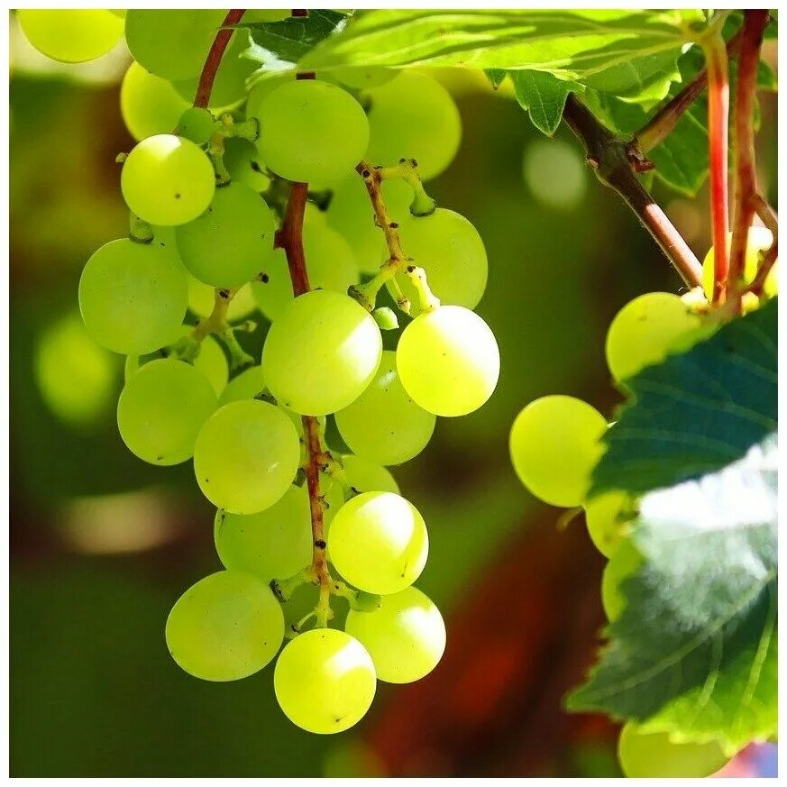 Sancerre Grapes, Fruit, Green grapes nutrition
