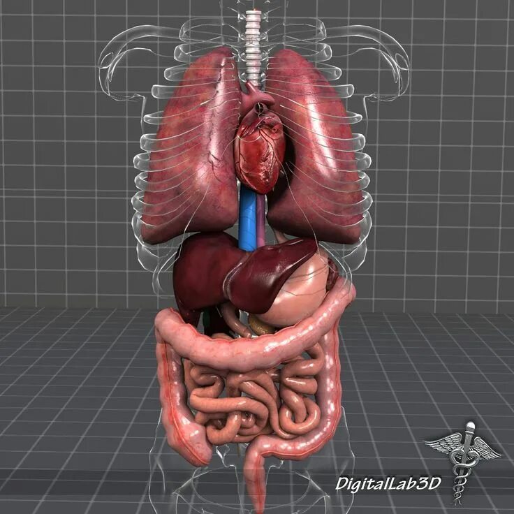 Internal organs. Органы человека 3д анатомия. Внутренние органы человека 3д. Внутренние органы 3д модель. 3d модель внутренних органов человека.