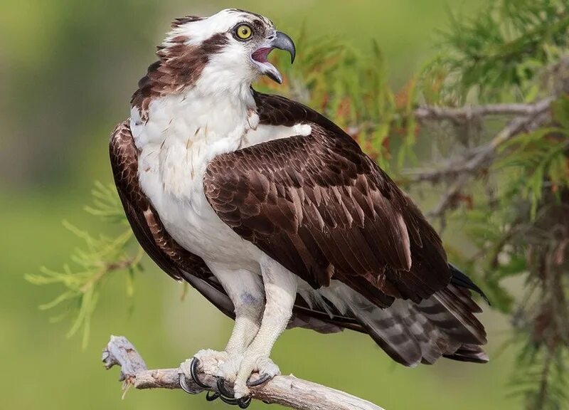 Скопа красная книга. Скопа (Pandion haliaetus). Сокол Скопа. Скопа (Pandion haliaetus l.). Птица Сокол Скопа.