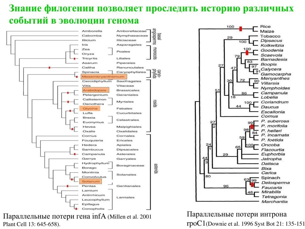Последовательности каких генов можно использовать для филогенетического
