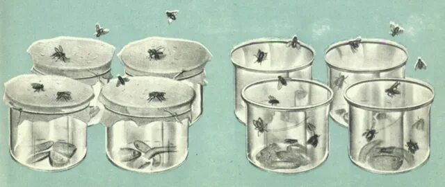 Гипотеза о самозарождении жизни и абиогенез. Теория самозарождения. Теория франческо реди. Теория самозарождения аристотеля. Гипотеза самопроизвольного зарождения жизни рисунки.
