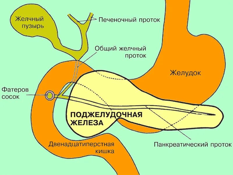 Поджелудочный желчный путь. Выводные протоки печени и поджелудочной железы схема. Санториниев проток поджелудочной железы. Междольковые протоки поджелудочной железы. Выводные протоки желчного пузыря.