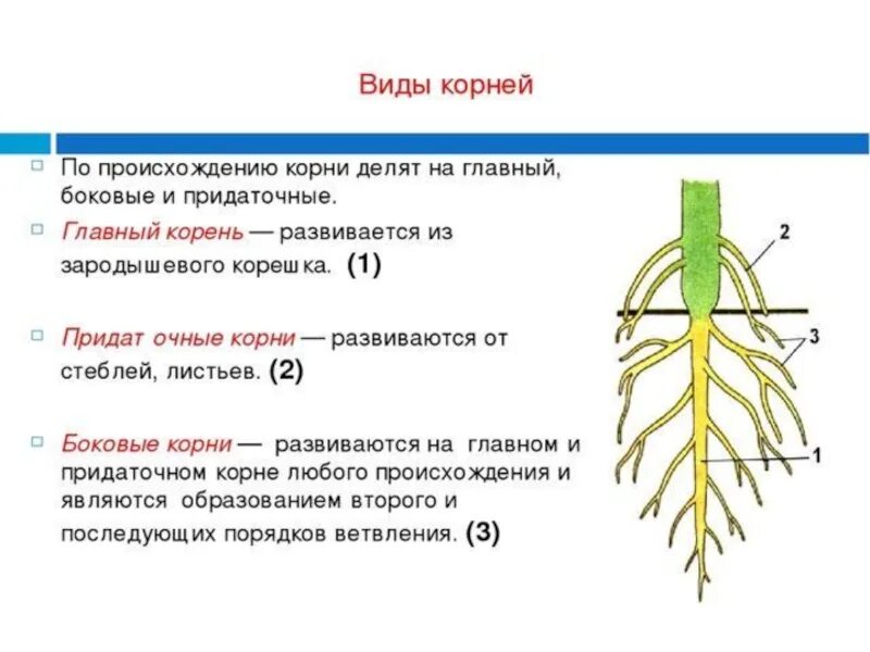 Лабораторная работа по теме дыхание корня. Корневая система по биологии 6 класс. Строение . Функции . Типы корневых систем. Типы корневых систем 5 класс биология.