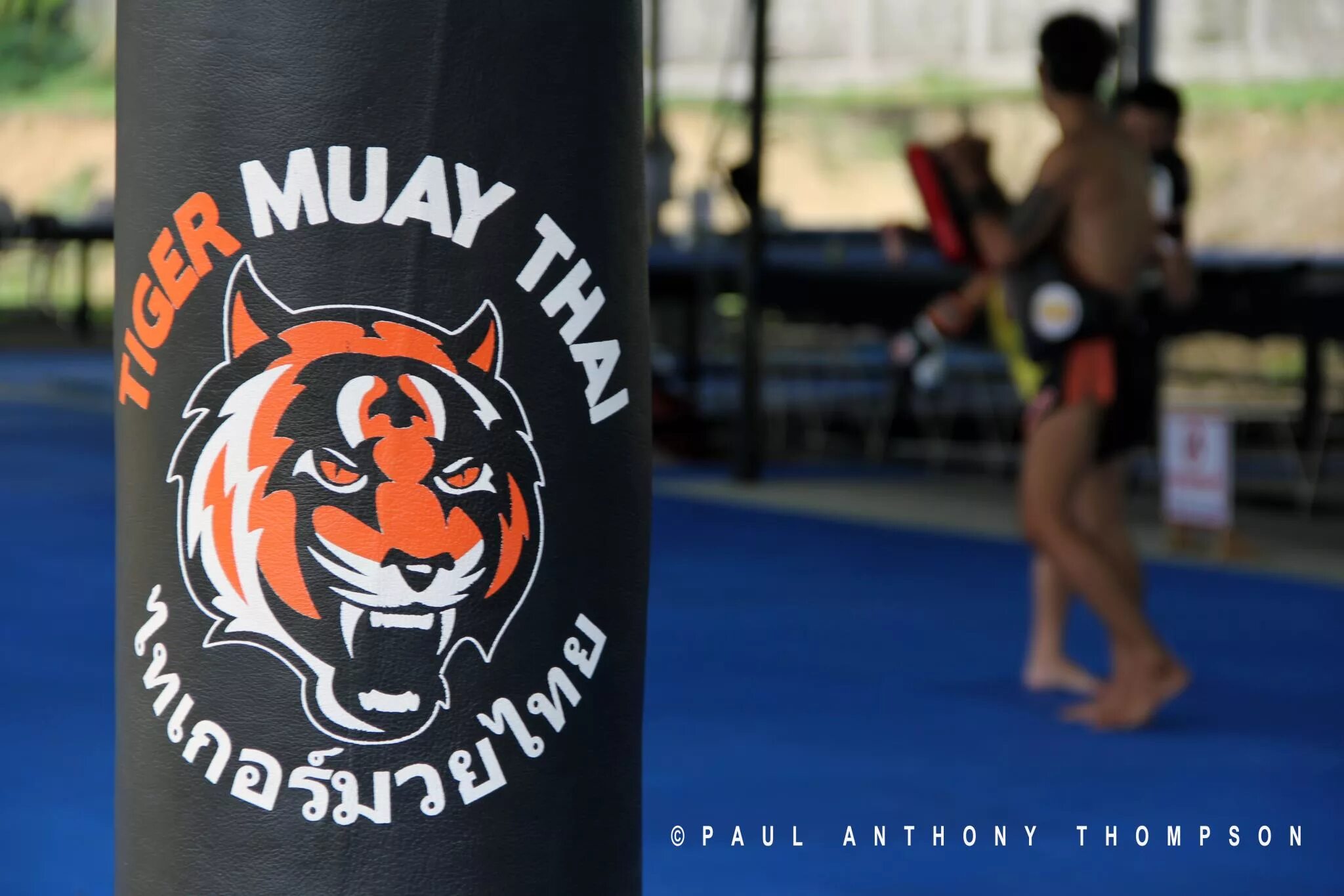 Tiger Muay Thai Пхукет. Тайгер Муай Тай Пхукет. Тигр Муай Тай Тайланд. Тайгер Муай Тай лагерь. Тайгер муай