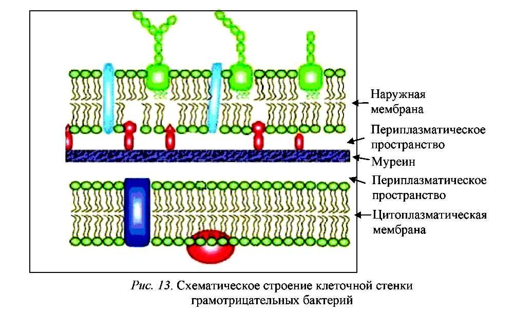 Клеточная стенка и мембрана бактерий. Мембрана грамотрицательные бактерии. Строение клеточной стенки грамотрицательных бактерий. Клеточная стенка грамотрицательных бактерий муреин. Состав клеточной стенки грамотрицательных бактерий.