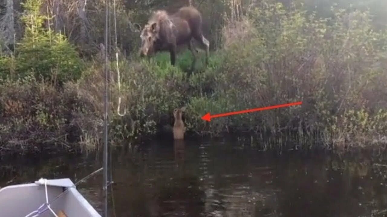 Лось нападает на человека.