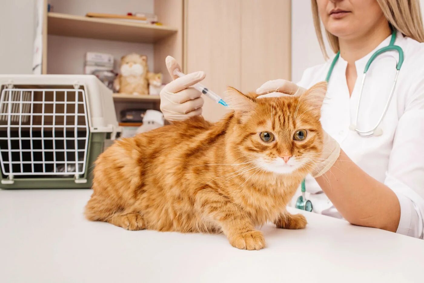 Ветеринар усыпить кошку. Кот в ветклинике. Кошка в клинике. Кошка Ветеринария. Животные в ветклинике.