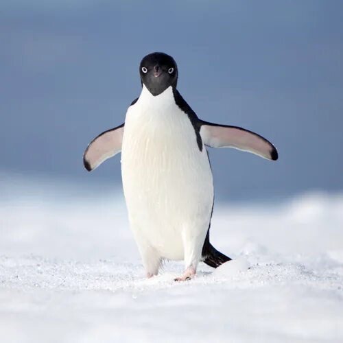 Пингвин имени дамы. Маленькие пингвинёнки. Вид пингвина 5 букв. Буква в виде пингвина.