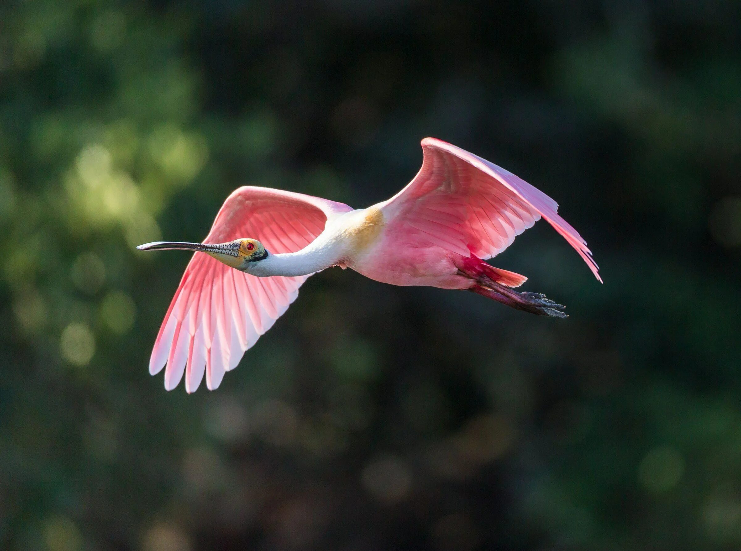 Маленькая розовая птица. Roseate Spoonbill. Птичка розовый. Птицы розового цвета. Фламинго птица.