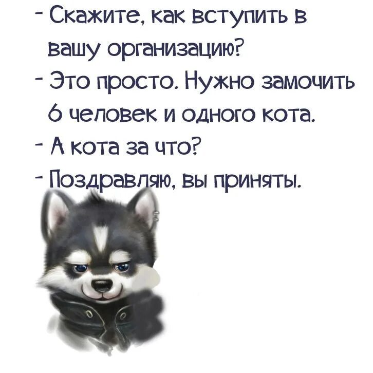 Скажите как вступить в Вашу организацию. Поздравления принимаются на карту прикол. -А кота за что?! -Поздравляю,вы приняты!. Замочить человека юмор. Поздравляем вы приняты
