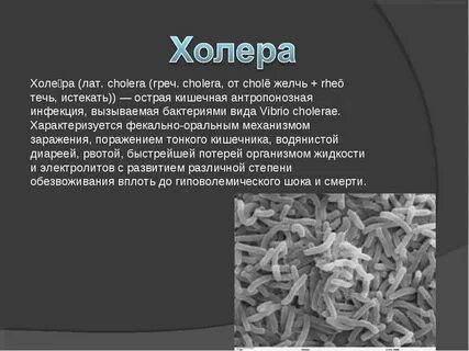 Возбудителями какого заболевания являются вирусы холера чума