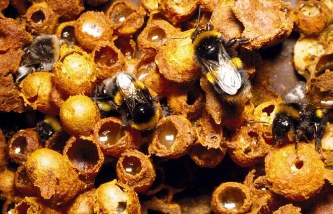 Whether bumblebees do honey? Society Seldon News
