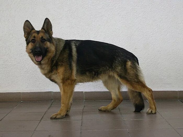 немецкая овчарка штази