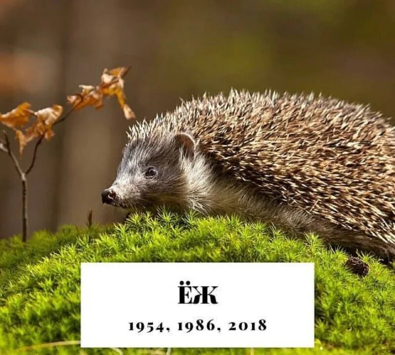 Тотемное животное еж. Тотемное животное еж. Тотемное животное свернувшийся еж. Тотемное животное еж. Тотем ежа.