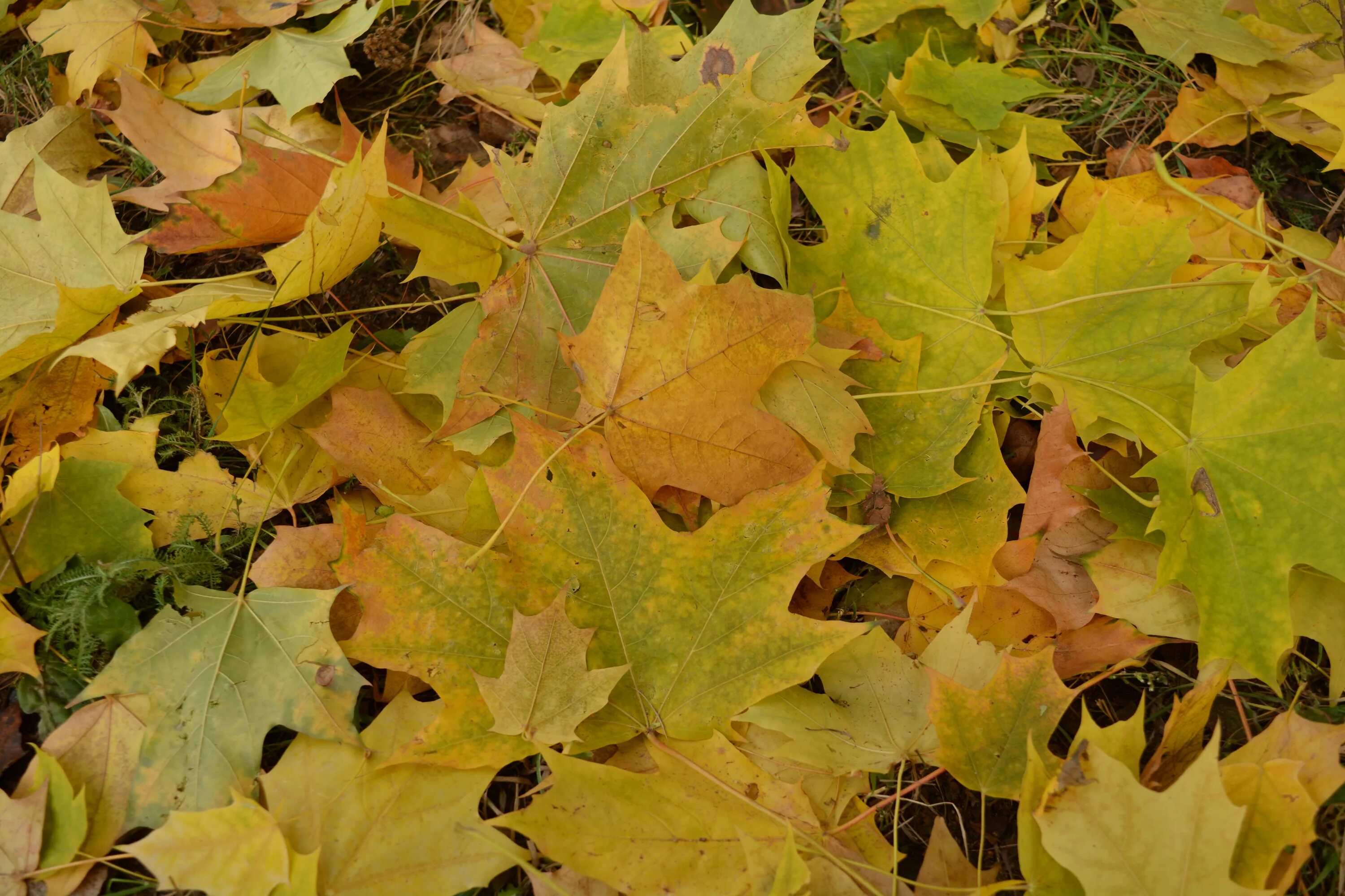 Пожелтевшие за неделю листья. Пожелтевший лист. Листопадный лист жёлтый. Листопад крупным планом. Пожелтение листьев.