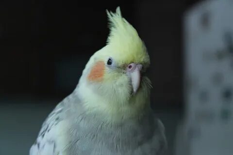 Попугай корелла шипит
