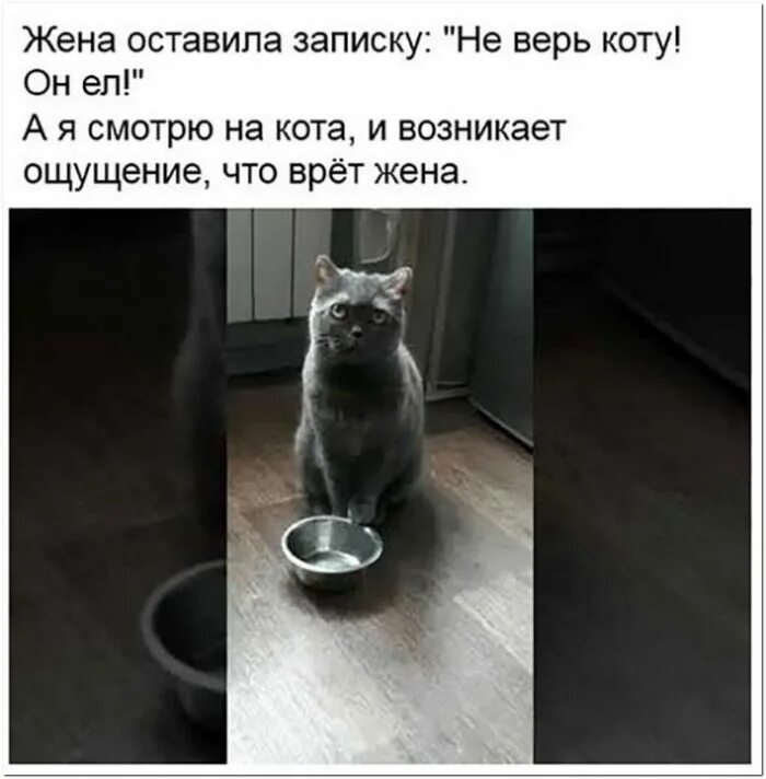 Не верь коту он ел. Записка не верь коту он ел. Не верь коту он ел прикол. Не верь коту я его кормила. Не верь бывшей жене