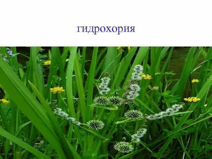 Гидрохория это в биологии. Распространение семян гидрохория. Гидрохория вода ________________ (в). Экологические группы гидробионтов. Гидрохория это в биологии.