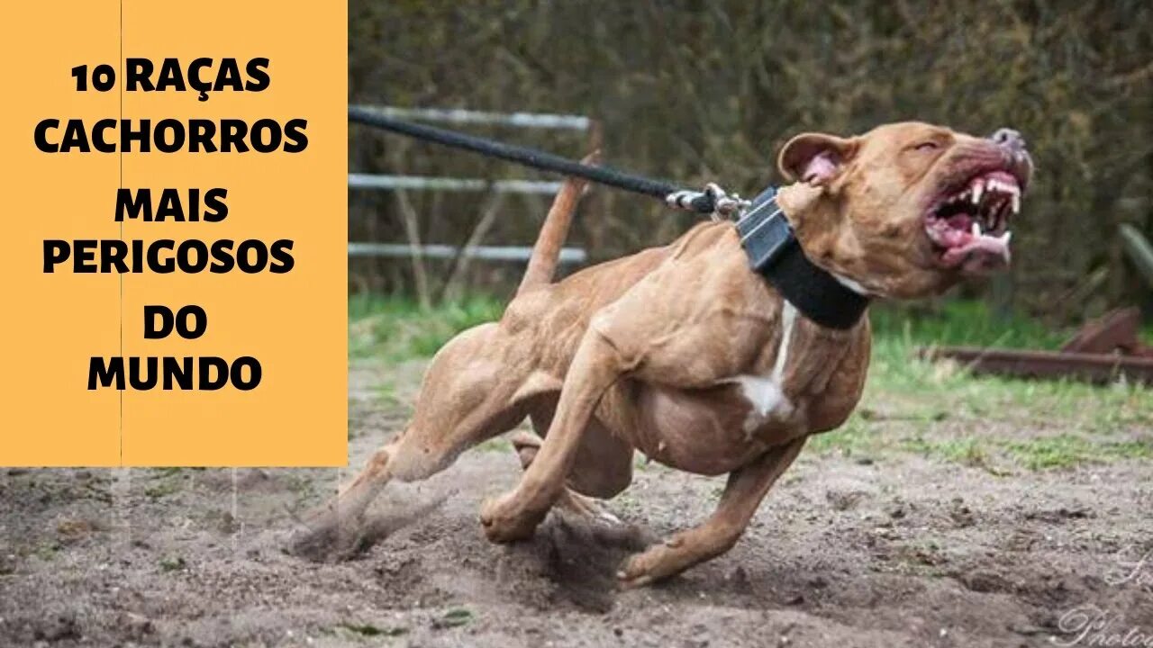 Питбуль команда. Питбуль команда