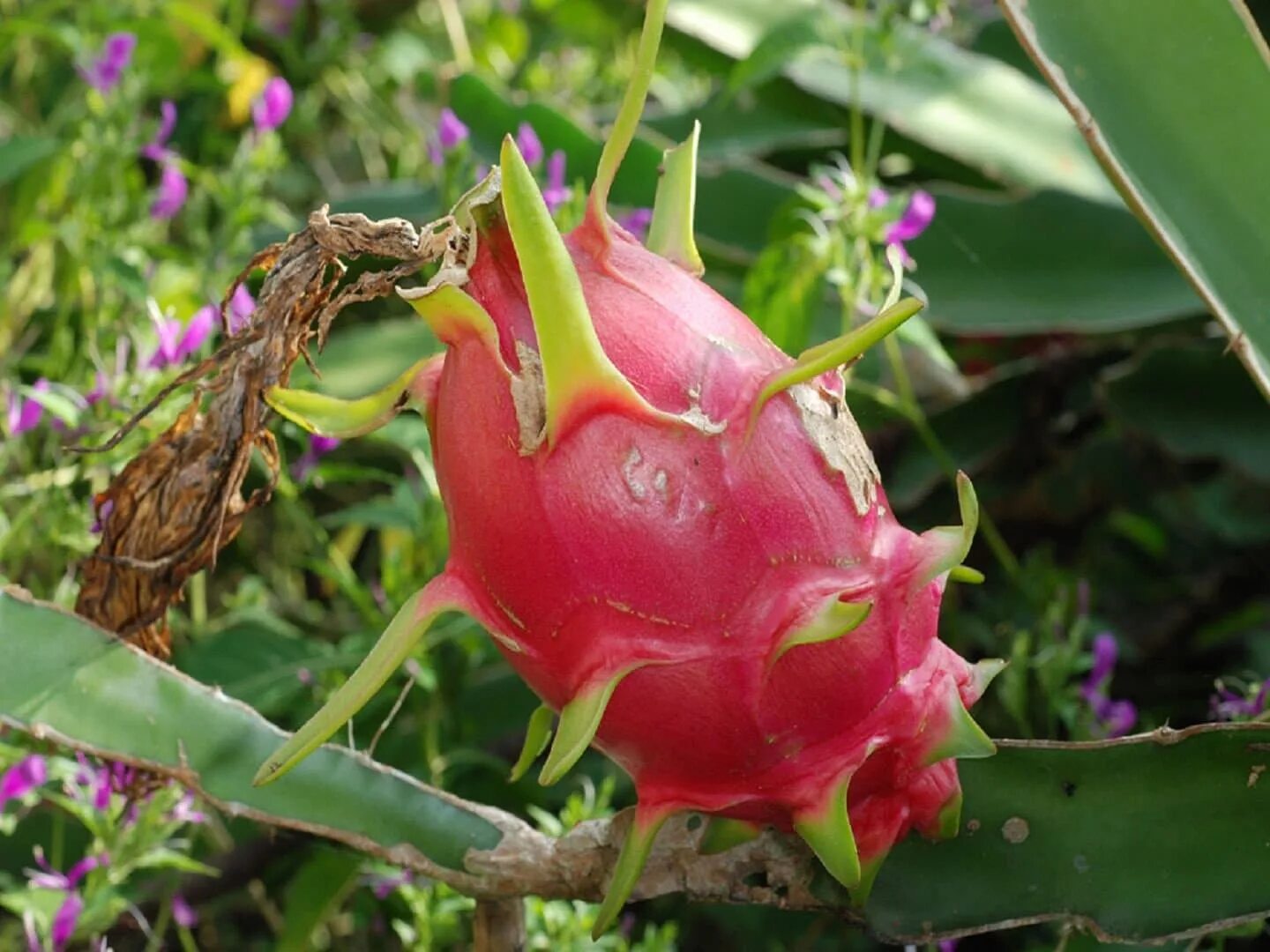 Эпифиллум питайя. Кактус гилоцереус питохайя. Гилоцереус костариканский. Питахайя домашняя. Питайя растет.