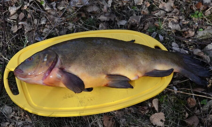 Терка для чистки рыбы. Линь как чистить. Речная рыба линь. Чешуя рыбы линь. Как почистить линя.