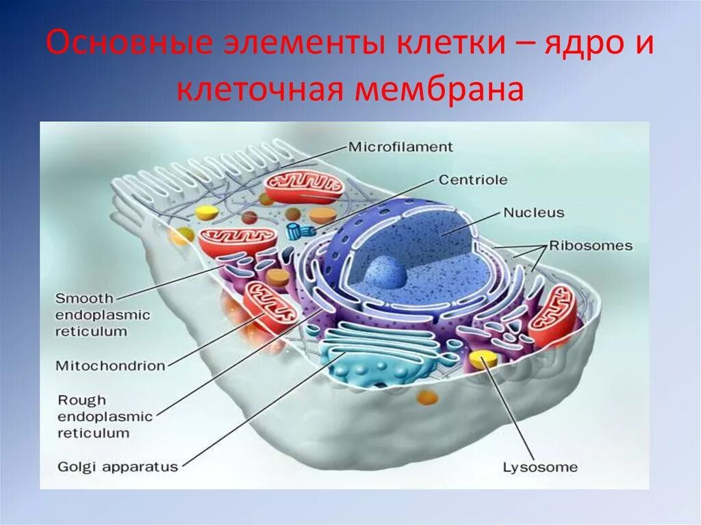 В т м клетки. Структурные элементы клетки. Основные структурные элементы клетки. Основные структурные компоненты клетки. Назовите структурные элементы клетки.