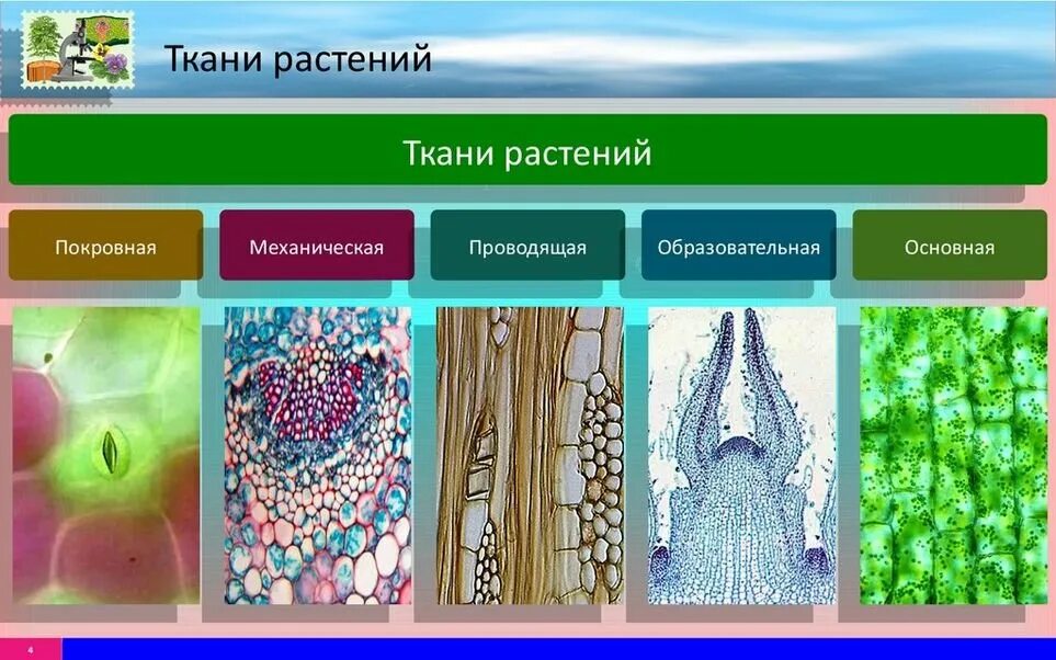 Ткани состава растений и животных. Основная ткань растений рисунок 6 класс. ткани покровная механическая проводящая образовательная. строение основной ткани 6 класс биология. образовательная ткань биология 6 класс.