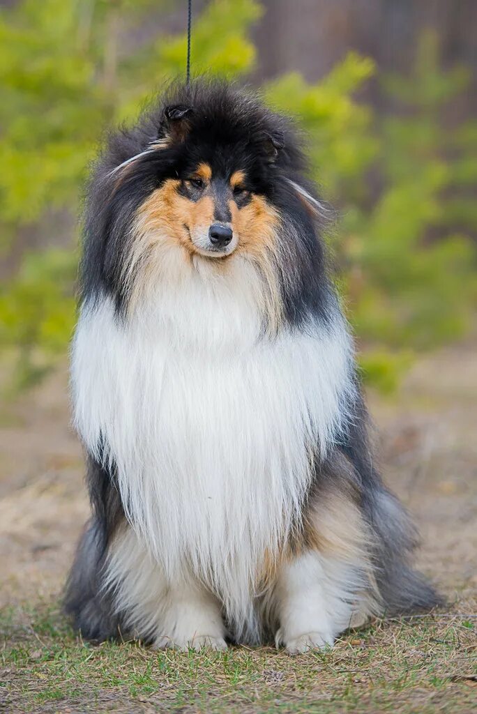 Колли соболиный. Колли длинношерстный мраморный. Дш колли мраморная. Колли длинношёрстный. Шотландская колли.
