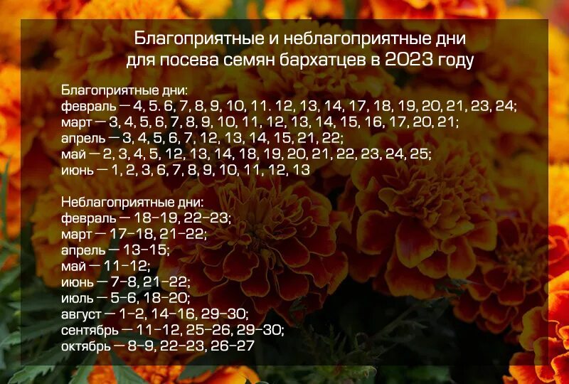 Благоприятные дни для рассады 2023. Таблица посадки семян на рассаду в 2023 году. Благоприятные дни для посадки рассады в 2023. Посев бархатцев на рассаду по лунному календарю. Лучшие дни для пересадки растений в марте