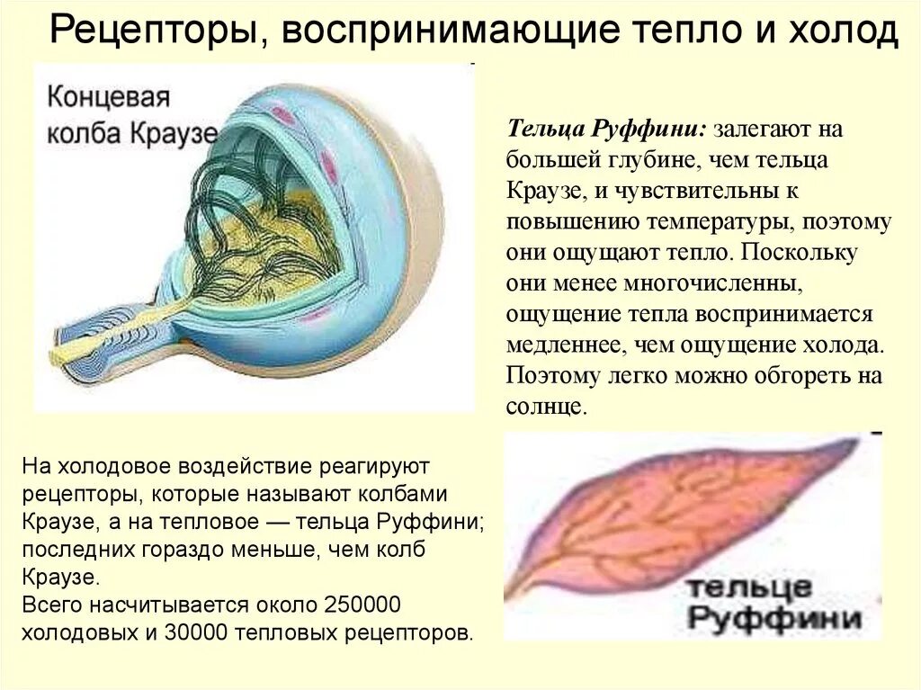 Температурные рецепторы кожи тельца Руффини колбы Краузе. Тельца Руффини тепловые рецепторы. Тельца Руффини и Пачини. Колбочки Краузе Руффини тельца Мейснера. Функция холодовых рецепторов кожи