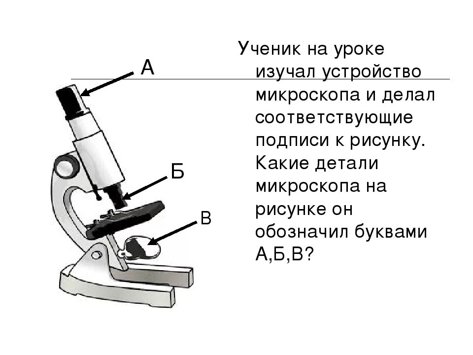 Какую функцию выполняет основание микроскопа при работе. Биология 5 кл строение микроскопа. Микроскоп микроскоп строение 5 класс. Что такое микроскоп и строение микроскопа 5 класс биология. Микроскоп строение микроскопа рисунок.