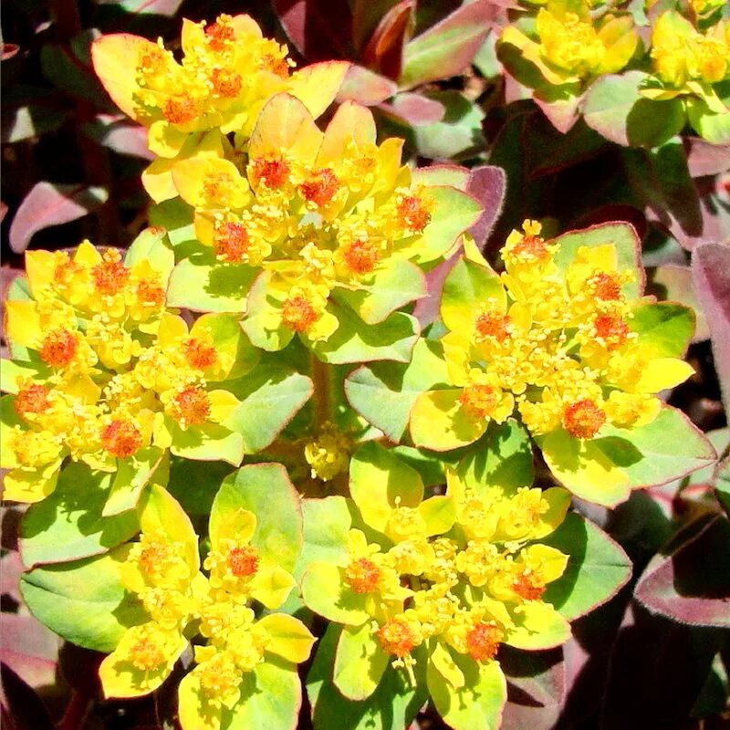 Молочай многоцветковый фото. Молочай многоцветковый. Молочай "Bonfire" (Euphorbia polychroma). Молочай многоцветковый Бонфайер. Молочай садовый многоцветковый.