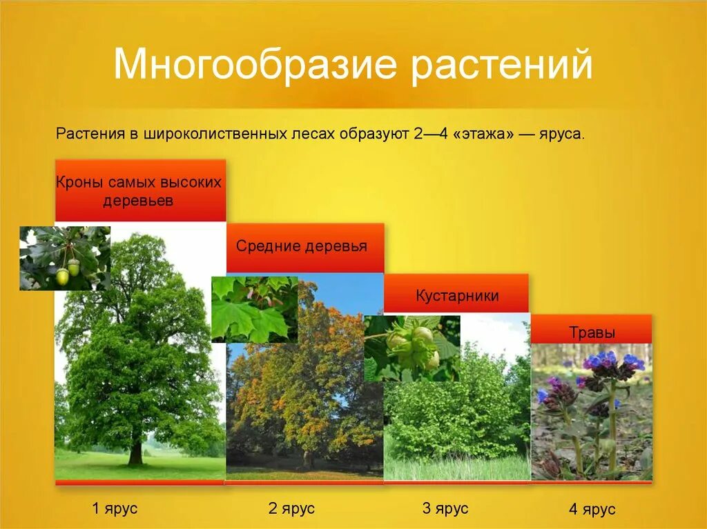 Сопутствующие виды лиственного леса. Ярусность смешанного леса 4 ярус. Второй ярус широколиственного леса. Ярусы хвойно широколиственного леса. Травянистый ярус широколиственных лесов.