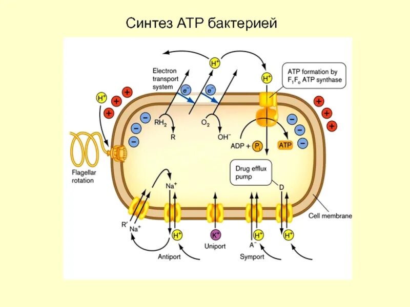 Синтез АТФ В прокариотической клетке. АТФ В бактериальной клетке. Синтез АТФ У бактерий. Синтез белка в бактериальной клетке