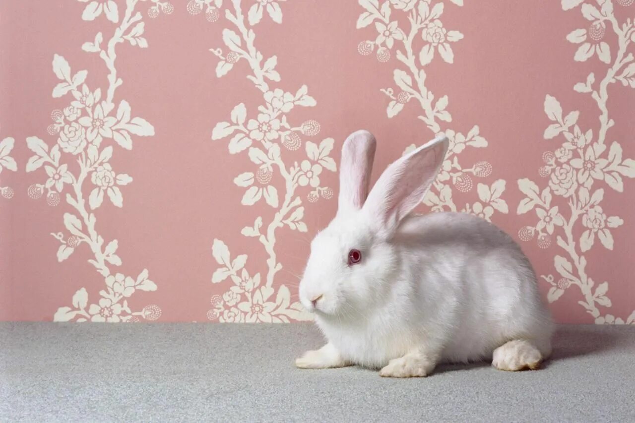 I a pet rabbit. Сатиновый кролик декоративный. Гипоаллергенные кролики декоративные. Пушистый зайчик. Кролик ПЭТ.