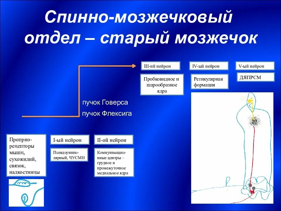 Спинно мозжечковые пути. Передний и задний спинно-мозжечковые пути. Передний мозжечковый путь. Передний спинно-мозжечковый путь Говерса.