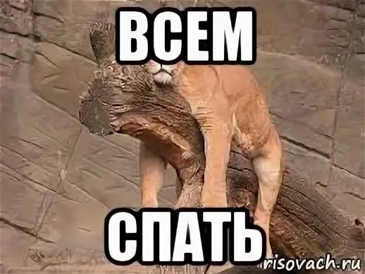 Поспал мем. Всем спать. Мемы все спят. Спать всем спать.