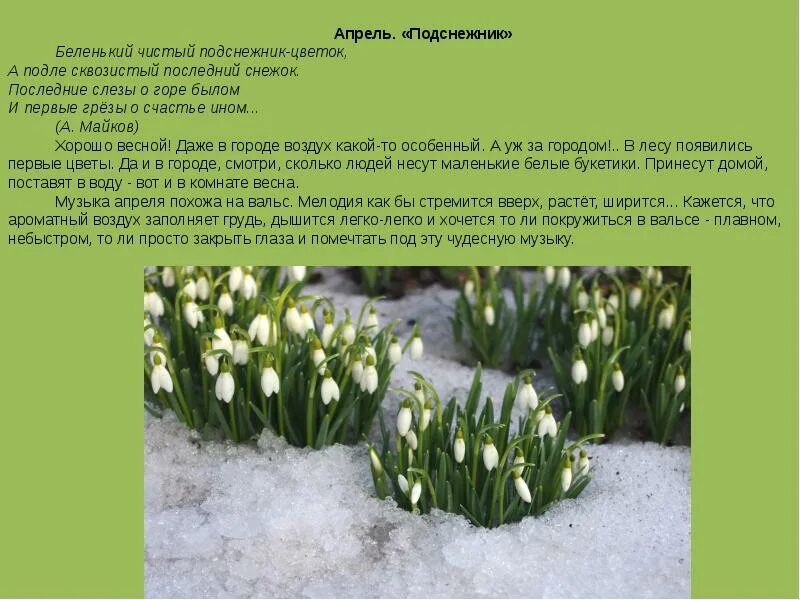 Сквозистый значение слова. Беленький подснежник. песня апрель подснежник. сквозистый снежок. апрель подснежники уфа.