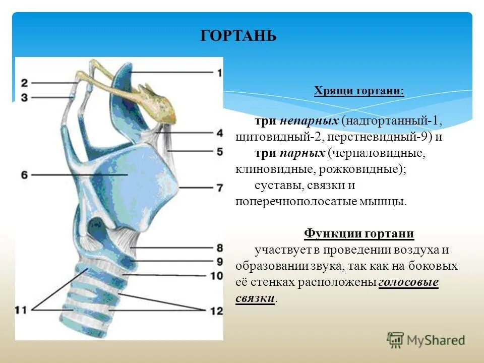 Черпаловидные хрящи гортани. Непарные хрящи гортани. Перечислить непарные хрящи гортани. Соединение хрящей гортани. Хрящи гортани клиновидный парные.