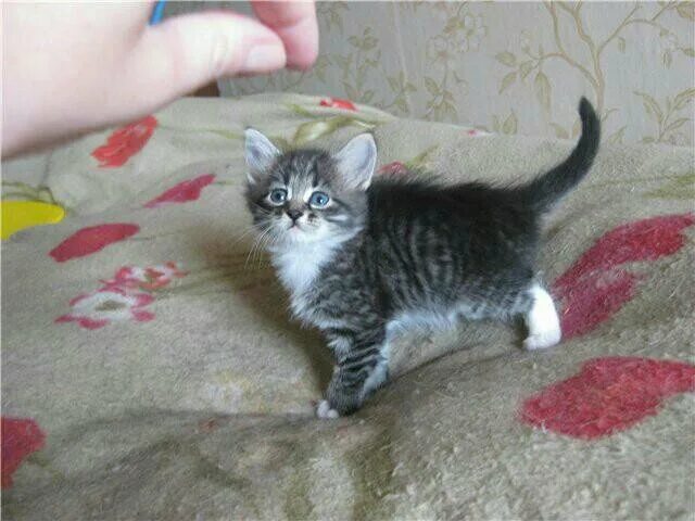 Котенок в добрые руки спб авито. Авито кошки. Котенок в добрые руки спб авито. Котенок в добрые руки спб авито. Котята оренбург.