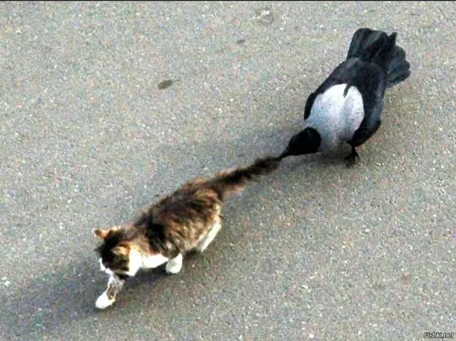Гонится кот. Коты сцепились хвостами. кот тащит. птицы атакуют кота. кошка охотится.